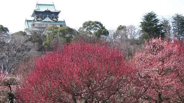 西に天守閣を仰ぐ、入り口付近の紅梅の大木