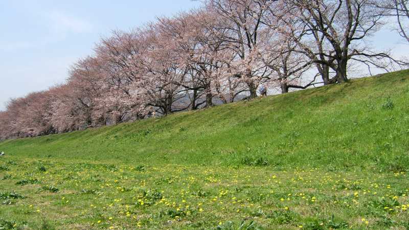 桜並木と土手下のタンポポ