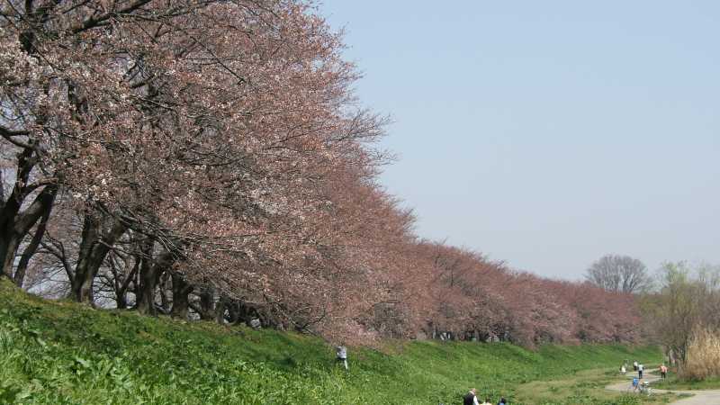 上流へ向かって桜並木を見たところ