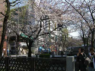 大黒町で写した桜