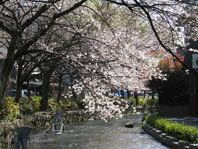 もうちょっと下流の桜