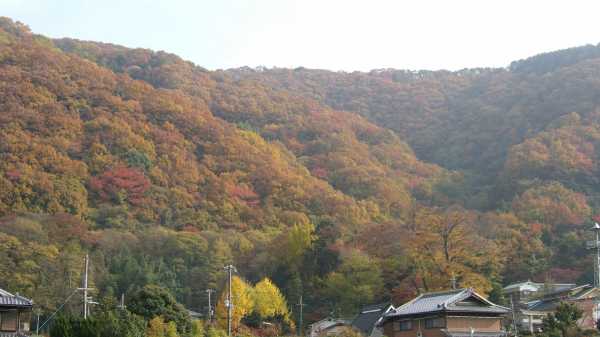 池田市木部町の裏山の紅葉