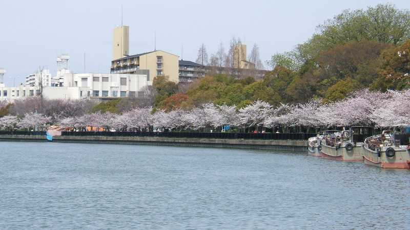 大川沿い毛馬桜ノ宮公園の桜