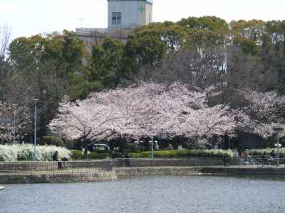 城北公園の桜