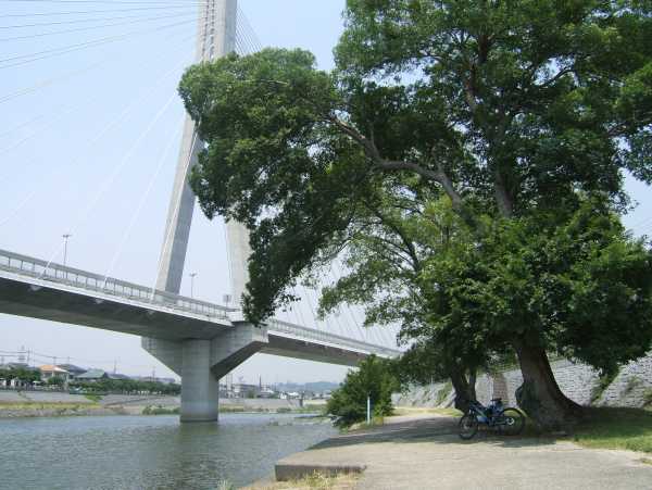 ハープ橋と楡の大木