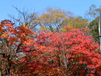 夙川公園・土手・紅葉