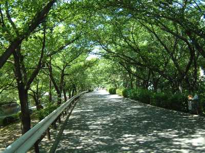夙川土手のオアシスロード