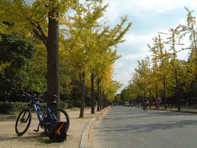 大阪城ホール近くの遊歩道