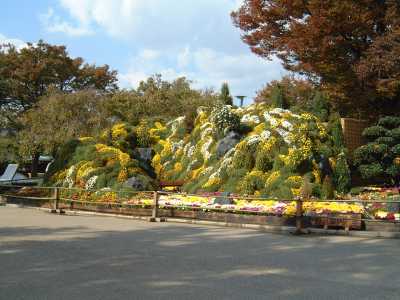 天守閣南側広場の菊花展
