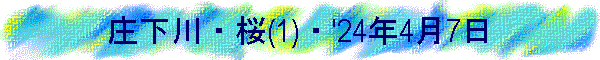庄下川・桜(1)・'24年4月7日