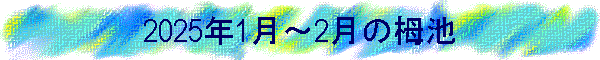 2025年1月～2月の栂池
