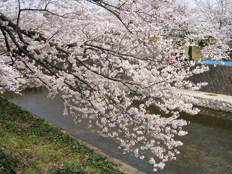 JR神戸線をくぐり、国道2号線までの間の夙川の桜