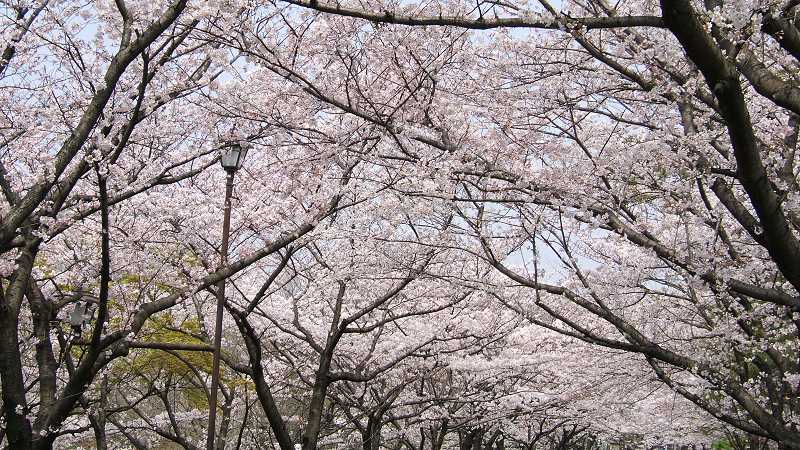 夙川河口手前の桜のトンネル