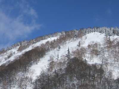 朝の栂の森ゲレンデ横の尾根。稜線の栂の木が雪で白く化粧。